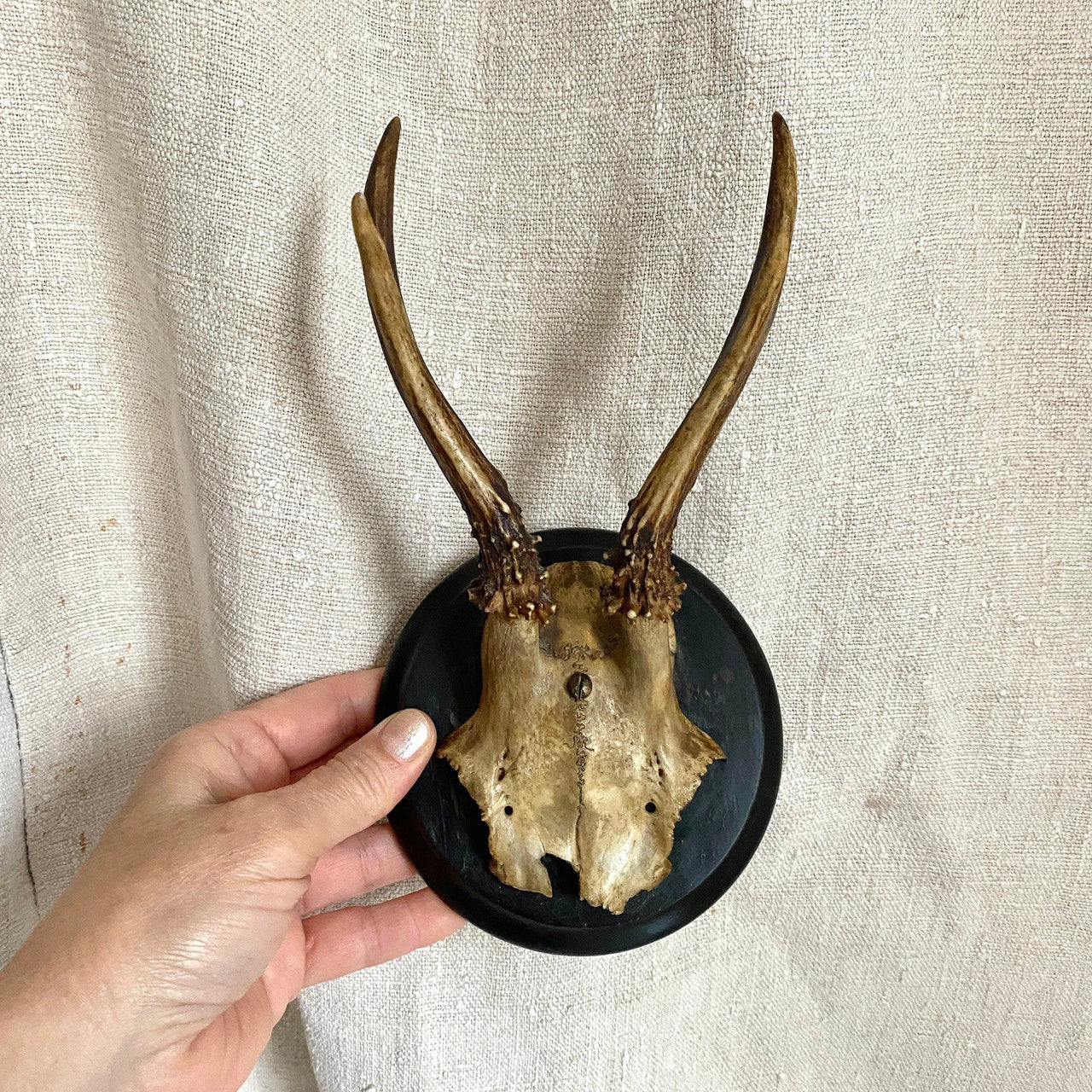 vintage-Antique roe deer antler mount with black plaque-Sweet Antik