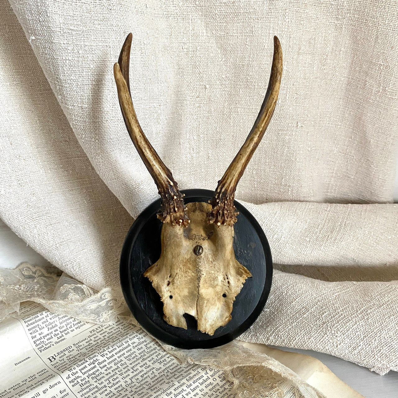 vintage-Antique roe deer antler mount with black plaque-Sweet Antik