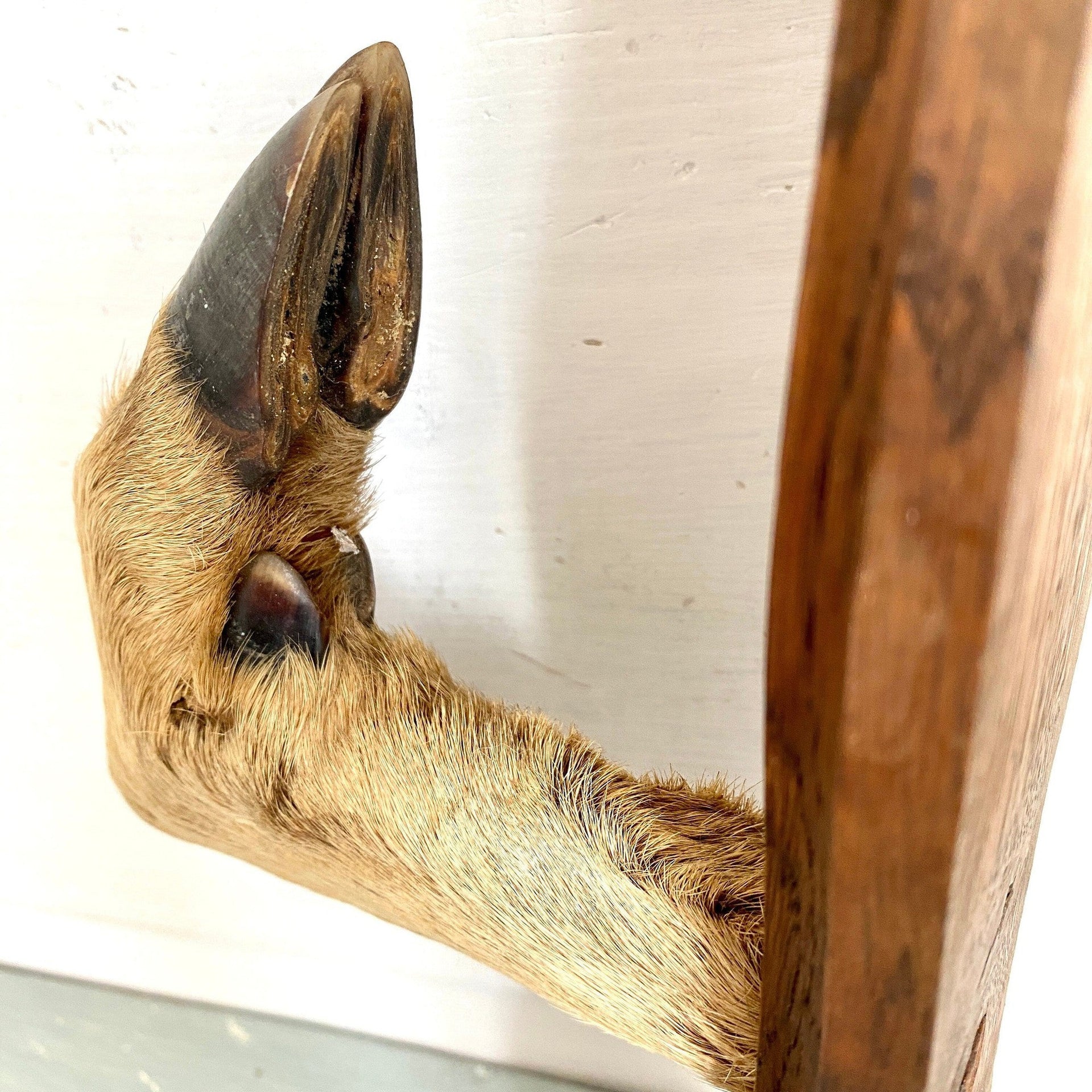 sweetantik-French gun racks deer hoof feet coat hat hooks hunting lodge decor-Sweet Antik