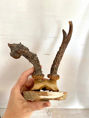 Abnormal roe deer antler mount-vintage-taxidermy-SweetAntik