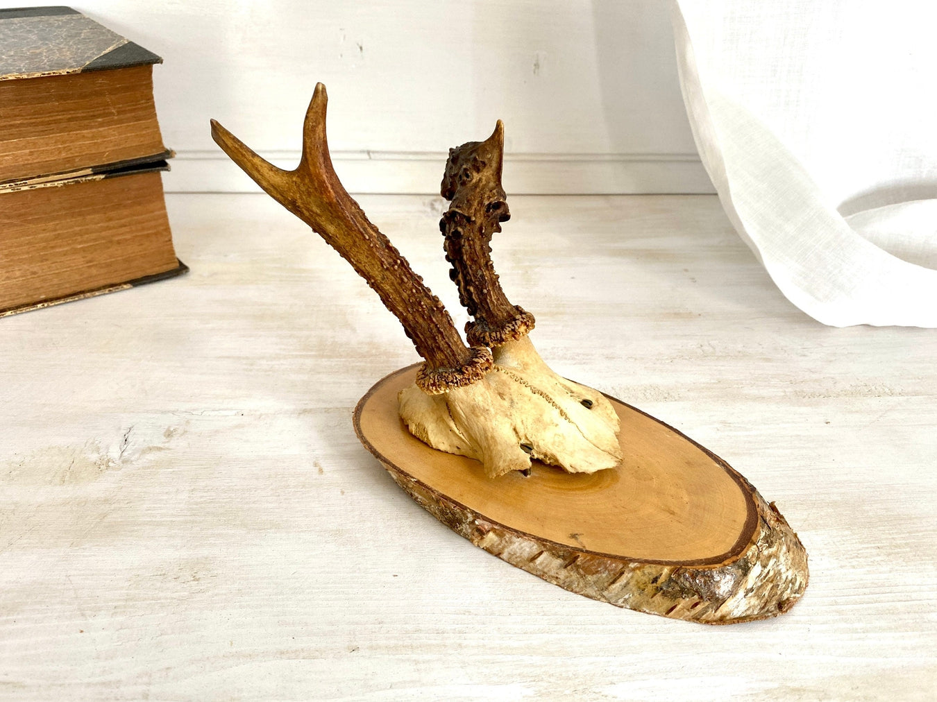 Abnormal roe deer antler mount-vintage-taxidermy-SweetAntik