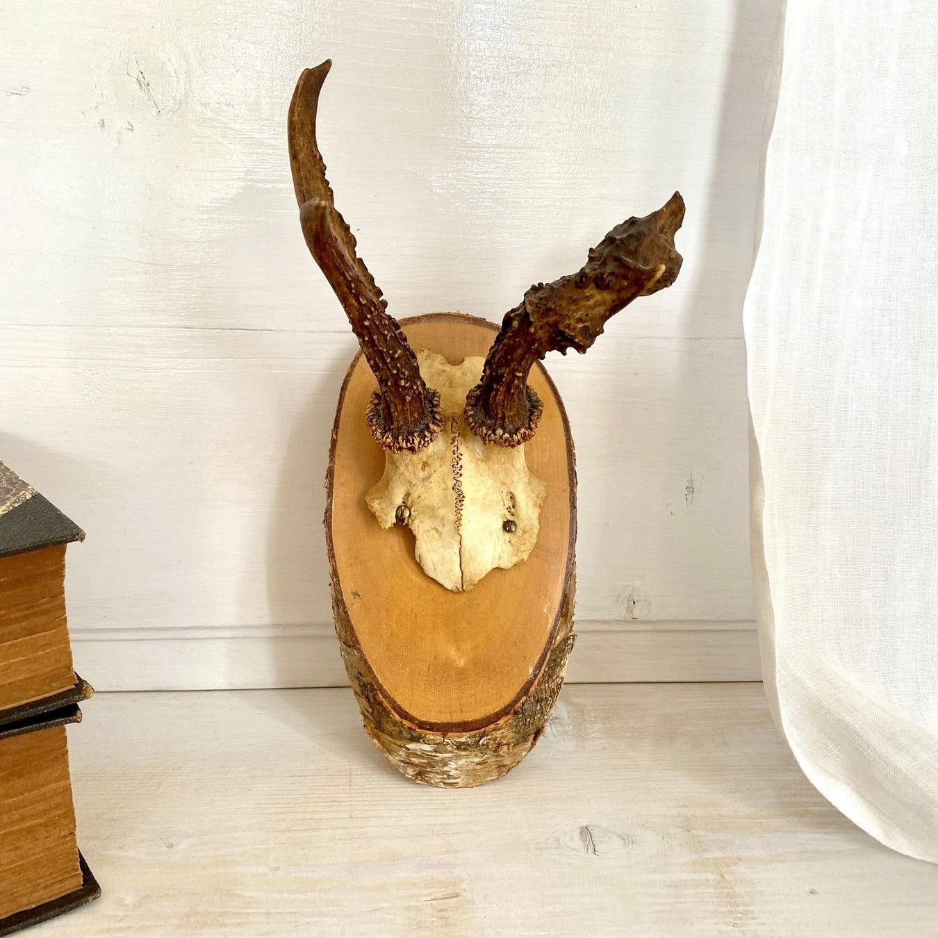 Abnormal roe deer antler mount-vintage-taxidermy-SweetAntik