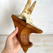 Antique chamois goat antler mount dated 1941-vintage-taxidermy-SweetAntik