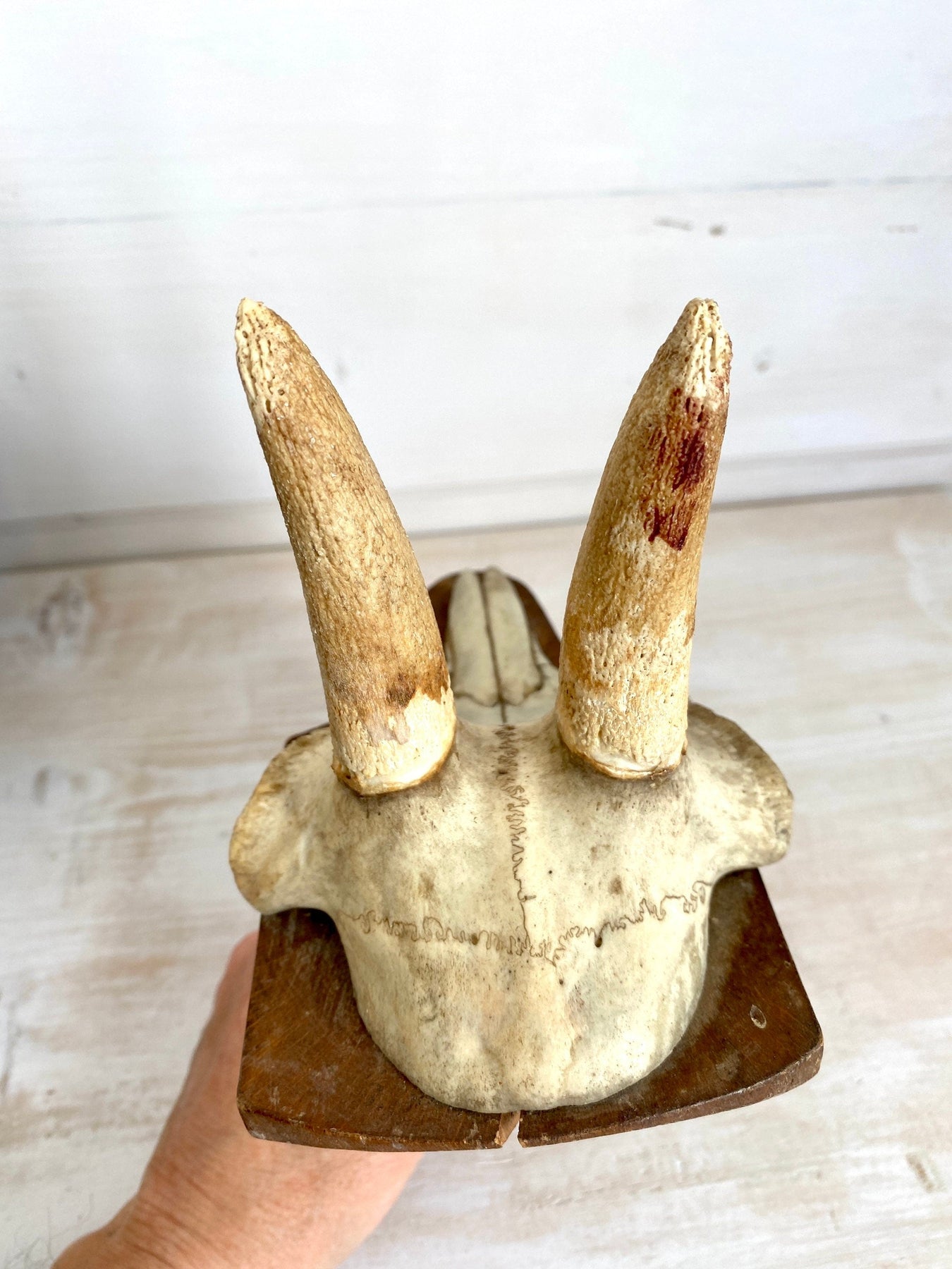 Antique chamois goat antler mount dated 1941-vintage-taxidermy-SweetAntik