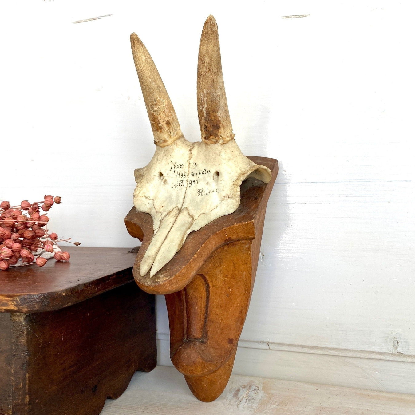 Antique chamois goat antler mount dated 1941-vintage-taxidermy-SweetAntik