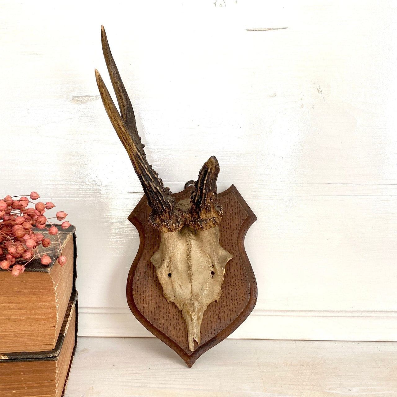 Antique roe deer antler mount hunting trophy-vintage-taxidermy-SweetAntik