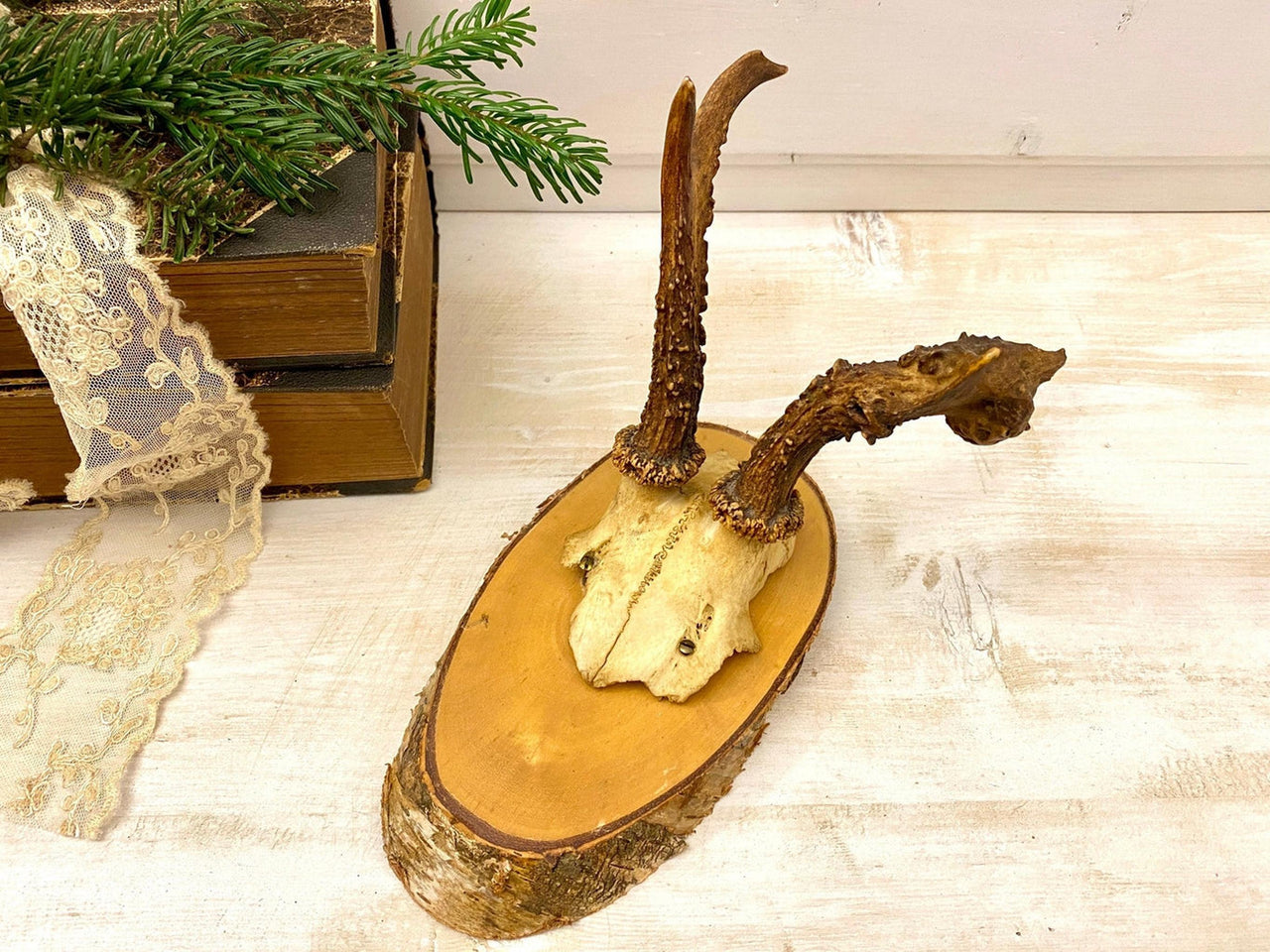 Geweih Rehgeweih abnorm Holzplatte