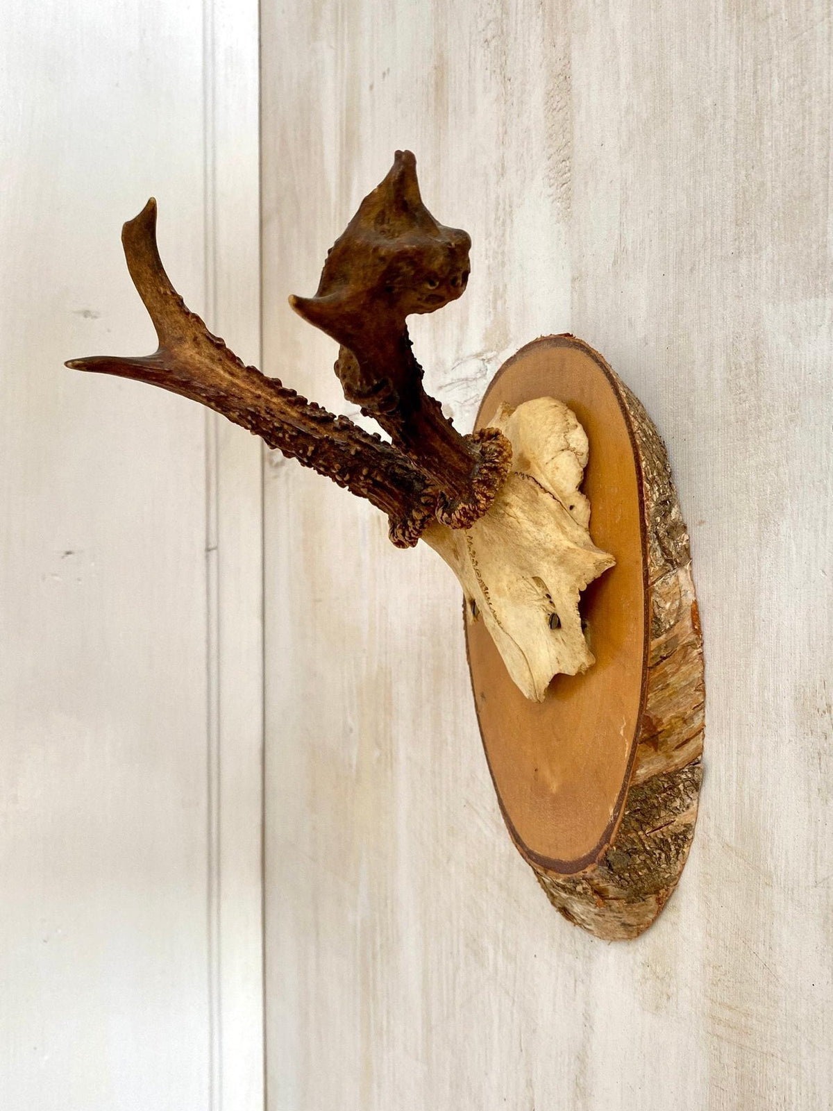 Geweih Rehgeweih abnorm Holzplatte