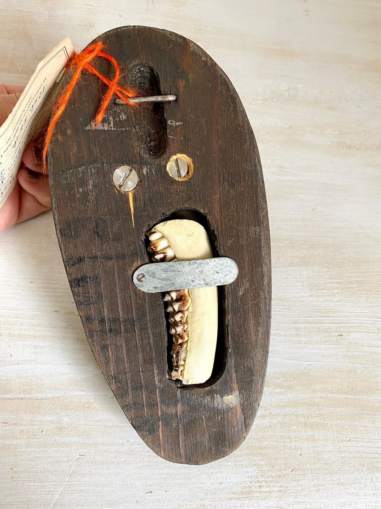 Geweih Vintage Rehgeweih Bast Jagdtrophäe mit Kiefer
