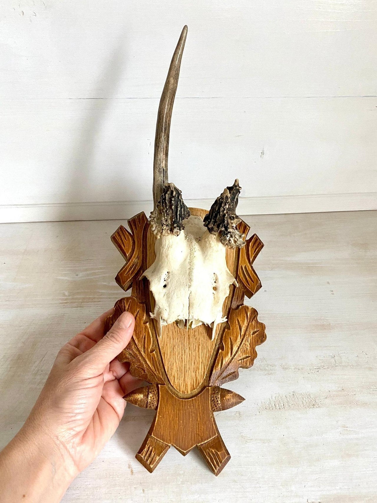 Rehgeweih abnorm Vintage Jagdtrophäe auf geschnitzter Holzplatte