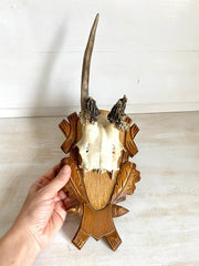 Rehgeweih abnorm Vintage Jagdtrophäe auf geschnitzter Holzplatte