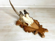 Rehgeweih abnorm Vintage Jagdtrophäe auf geschnitzter Holzplatte