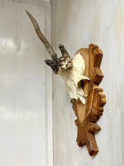 Roe deer antler hunting trophy with abnormal horns-vintage-taxidermy-SweetAntik