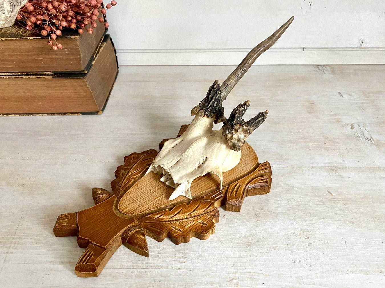 Roe deer antler hunting trophy with abnormal horns-vintage-taxidermy-SweetAntik