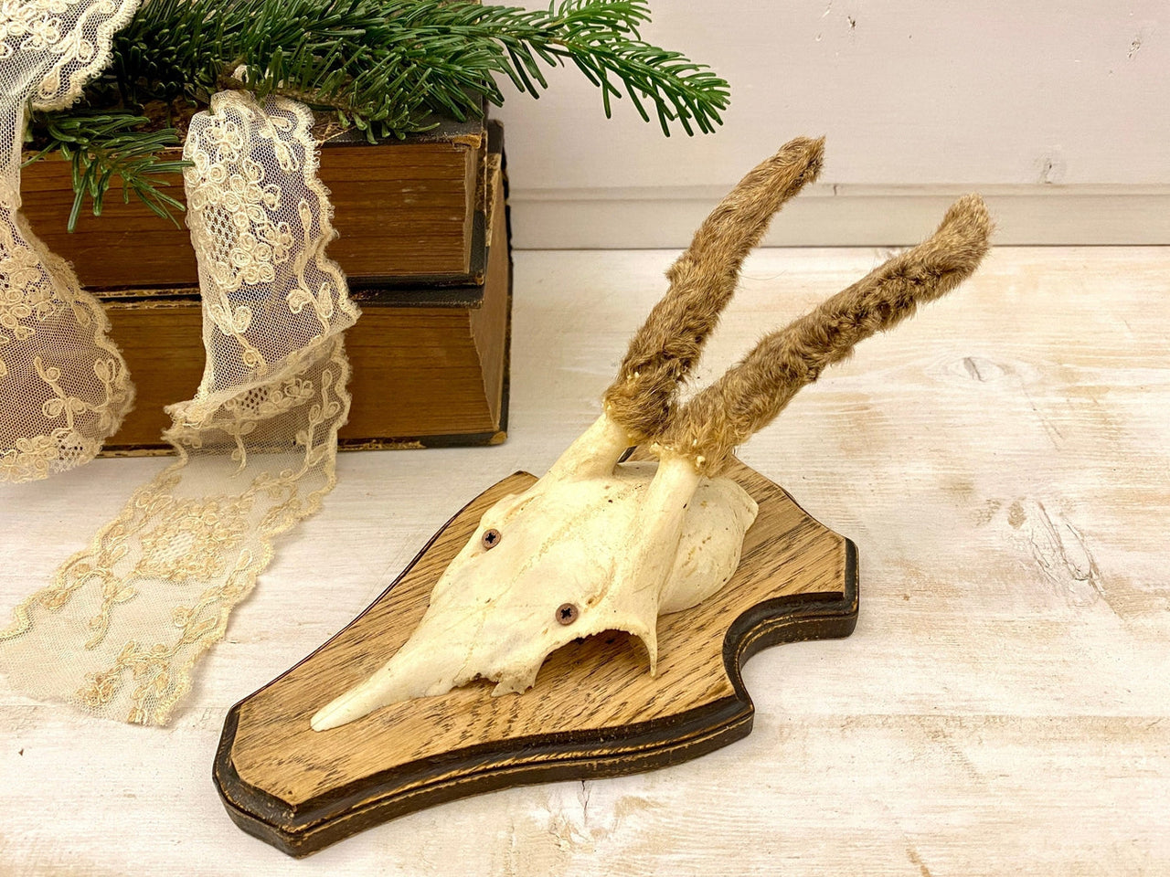 Roe deer antler mount with hairy horns, vintage hunting trophy-vintage-taxidermy-SweetAntik