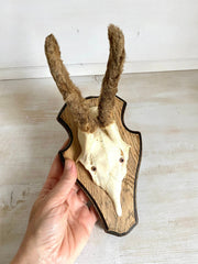 Roe deer antler mount with hairy horns, vintage hunting trophy-vintage-taxidermy-SweetAntik