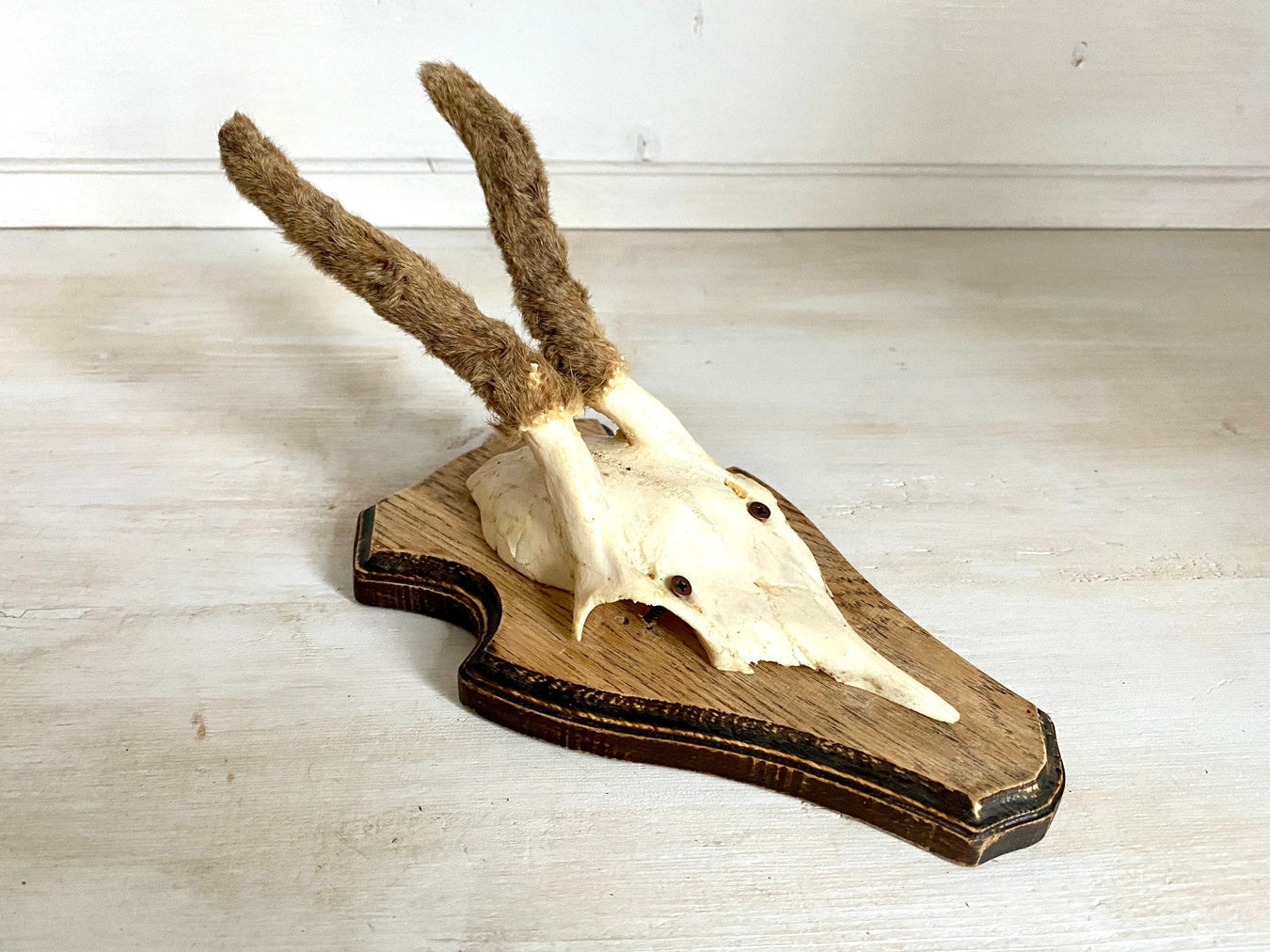 Roe deer antler mount with hairy horns, vintage hunting trophy-vintage-taxidermy-SweetAntik