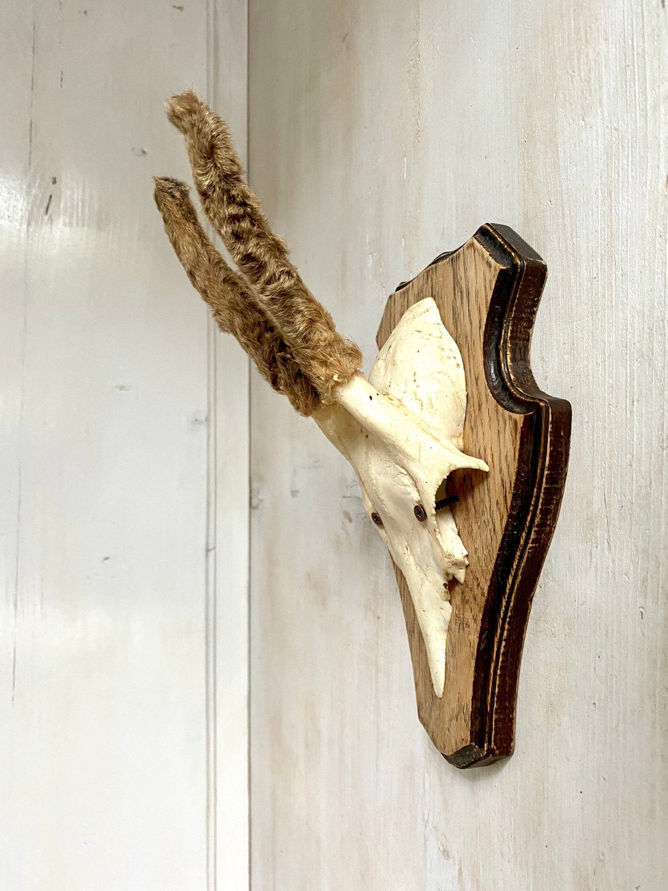 Roe deer antler mount with hairy horns, vintage hunting trophy-vintage-taxidermy-SweetAntik