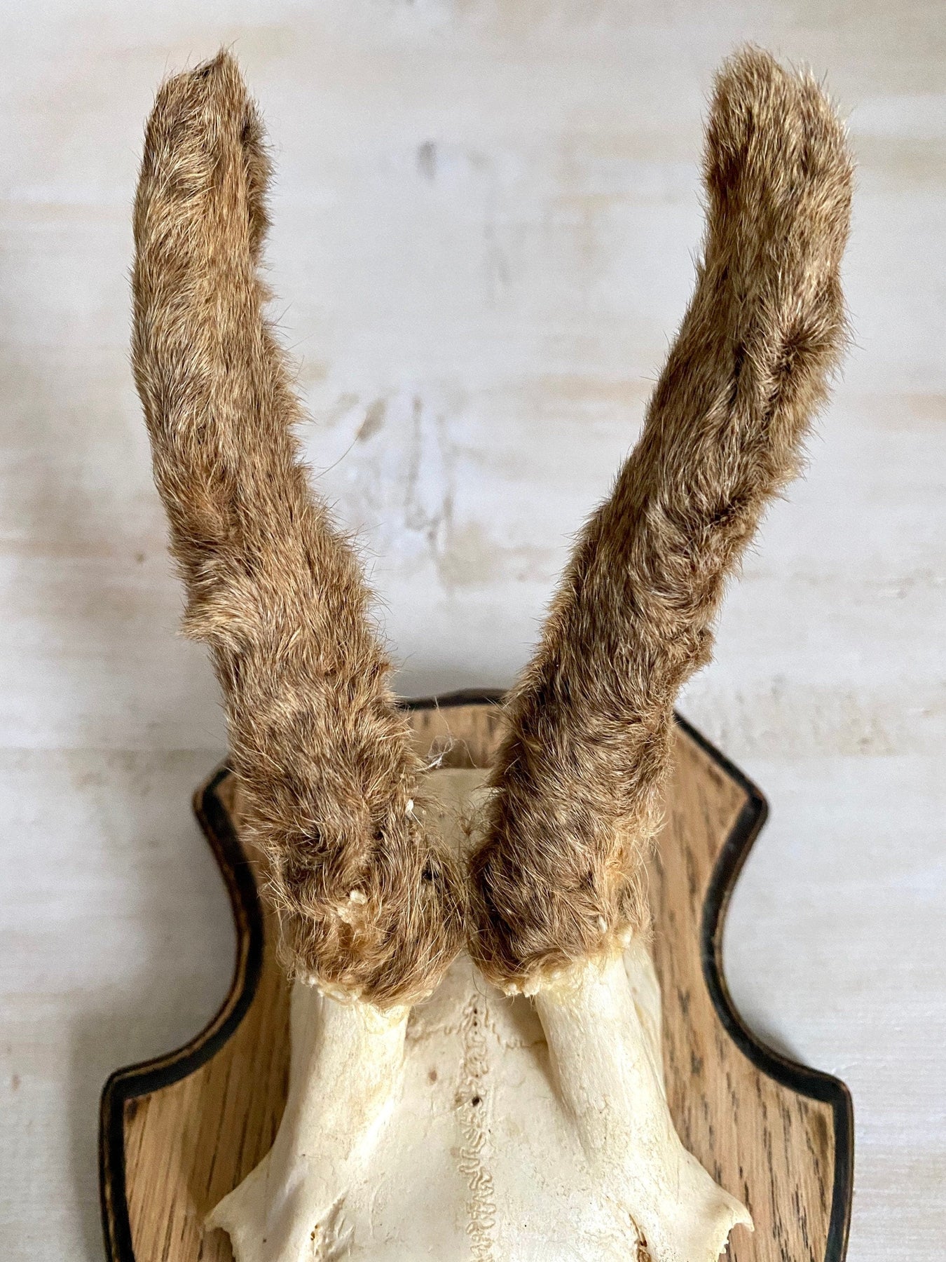 Roe deer antler mount with hairy horns, vintage hunting trophy-vintage-taxidermy-SweetAntik