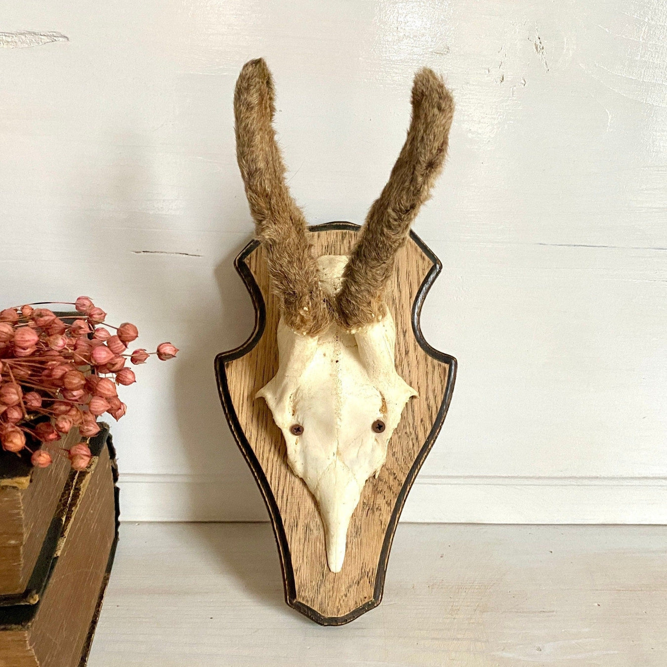 Roe deer antler mount with hairy horns, vintage hunting trophy-vintage-taxidermy-SweetAntik