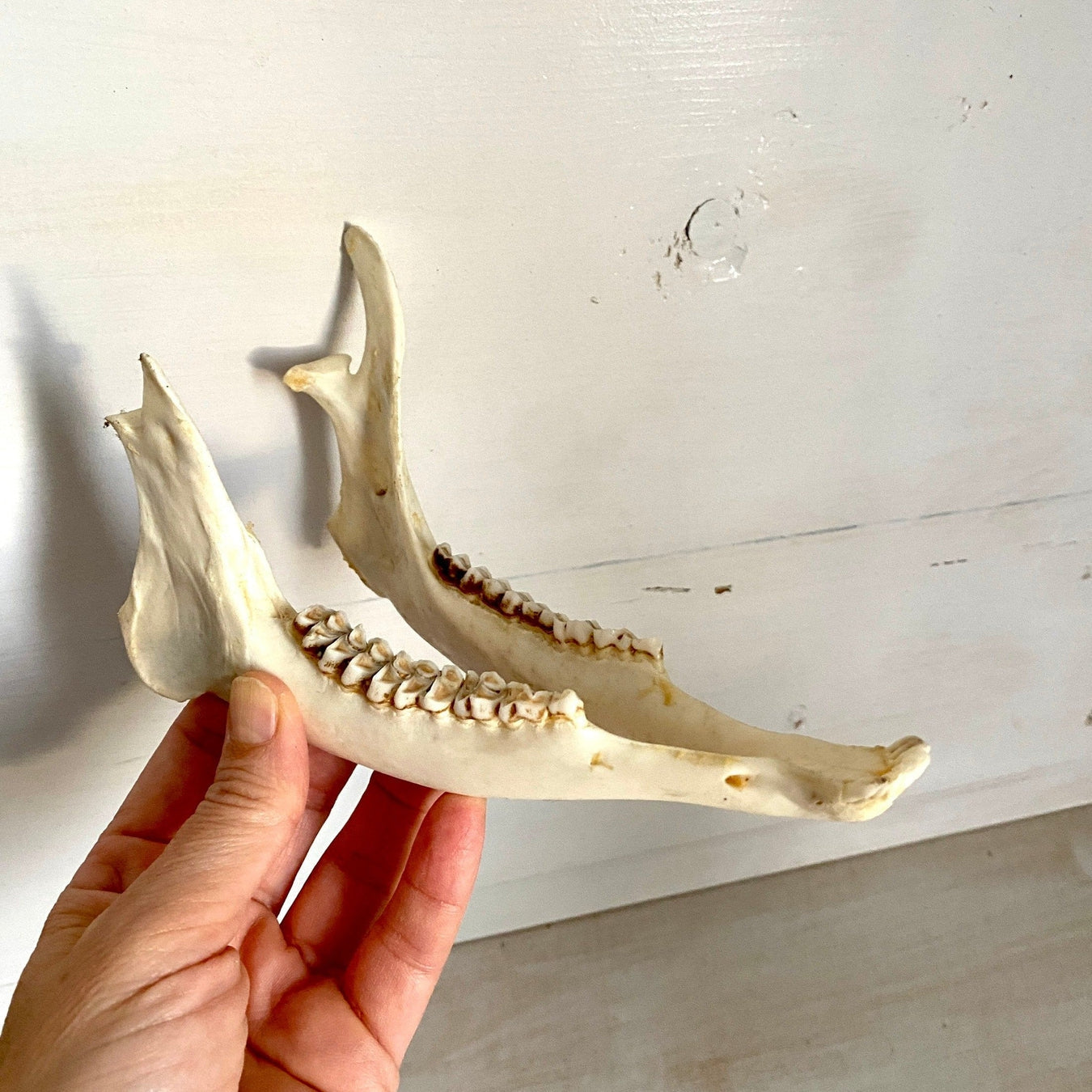 Roe deer jaw bone, vintage taxidermy decor-vintage-antler trophy-SweetAntik