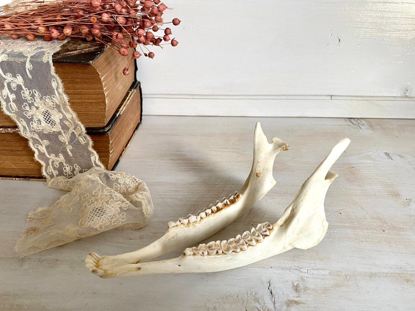 Roe deer jaw bone, vintage taxidermy decor-vintage-antler trophy-SweetAntik