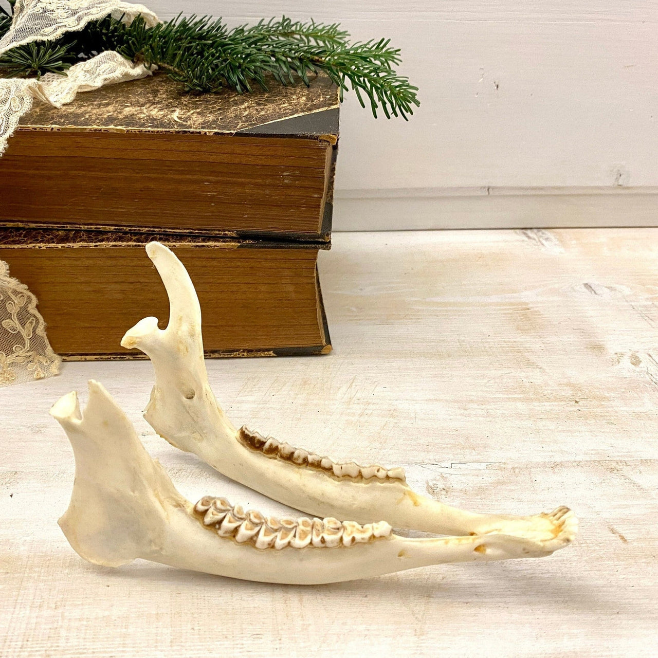 Roe deer jaw bone, vintage taxidermy decor-vintage-antler trophy-SweetAntik