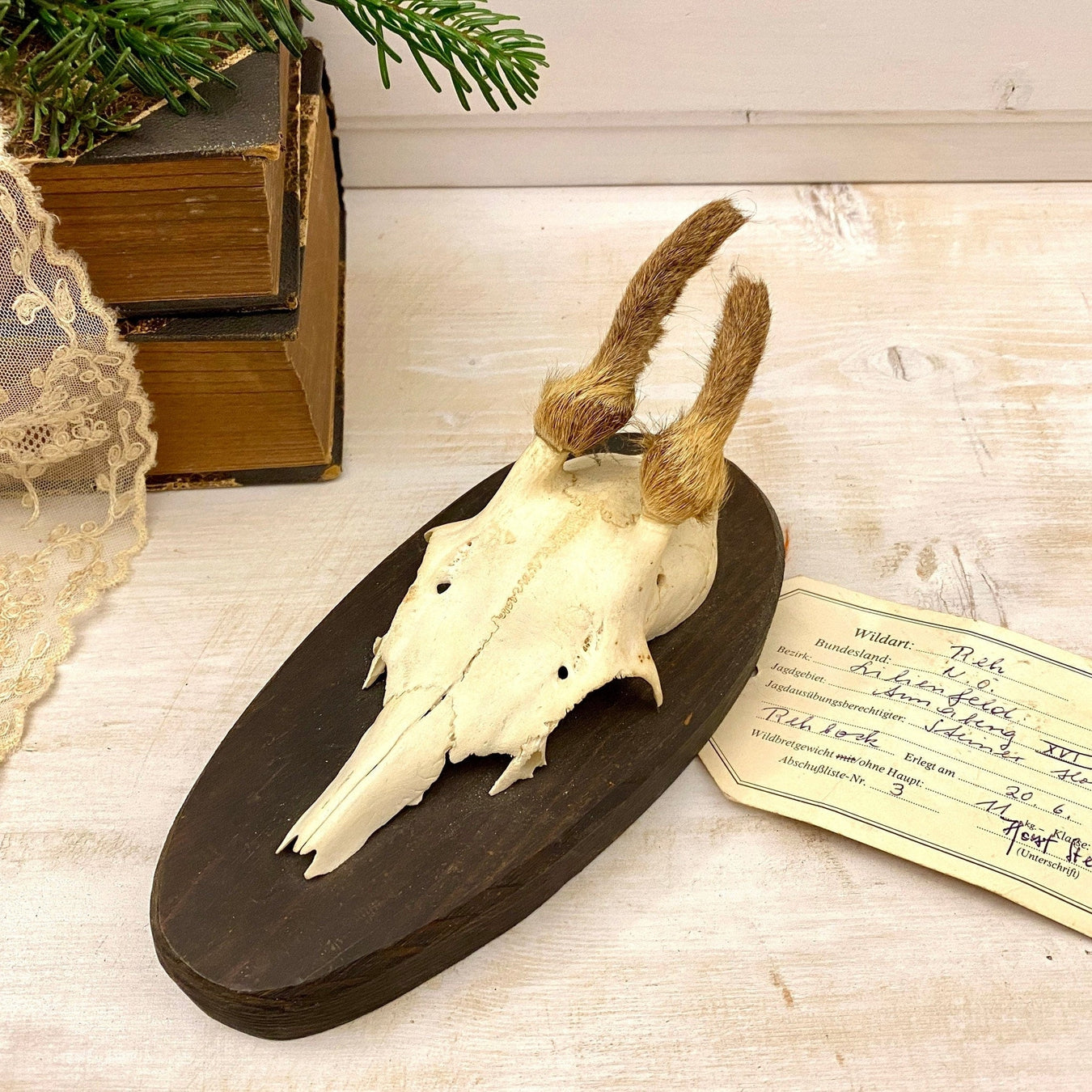 Small hairy roe deer antler mount, hunting trophy with jaw-vintage-taxidermy-SweetAntik