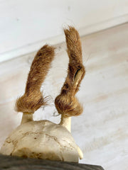 Small hairy roe deer antler mount, hunting trophy with jaw-vintage-taxidermy-SweetAntik