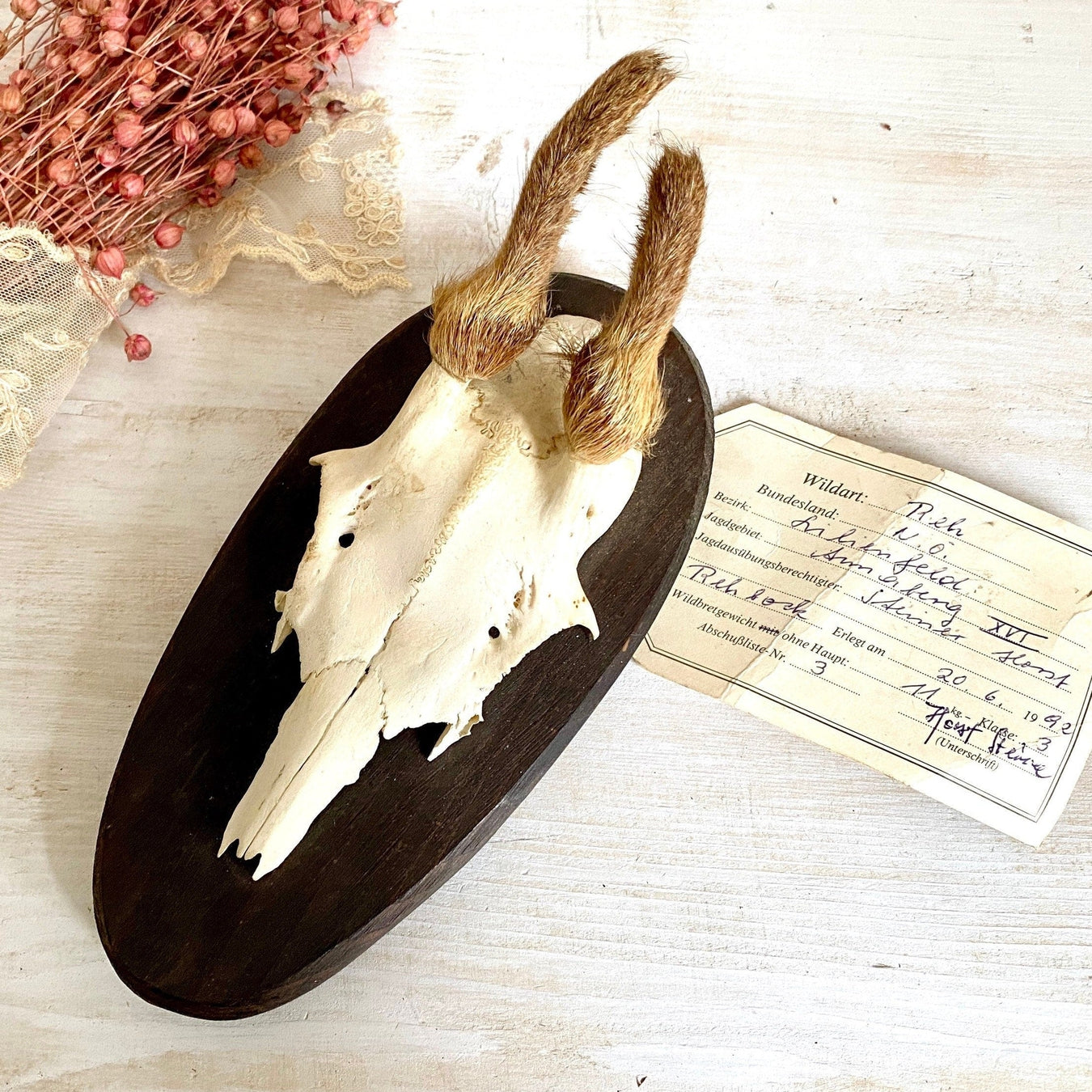 Small hairy roe deer antler mount, hunting trophy with jaw-vintage-taxidermy-SweetAntik