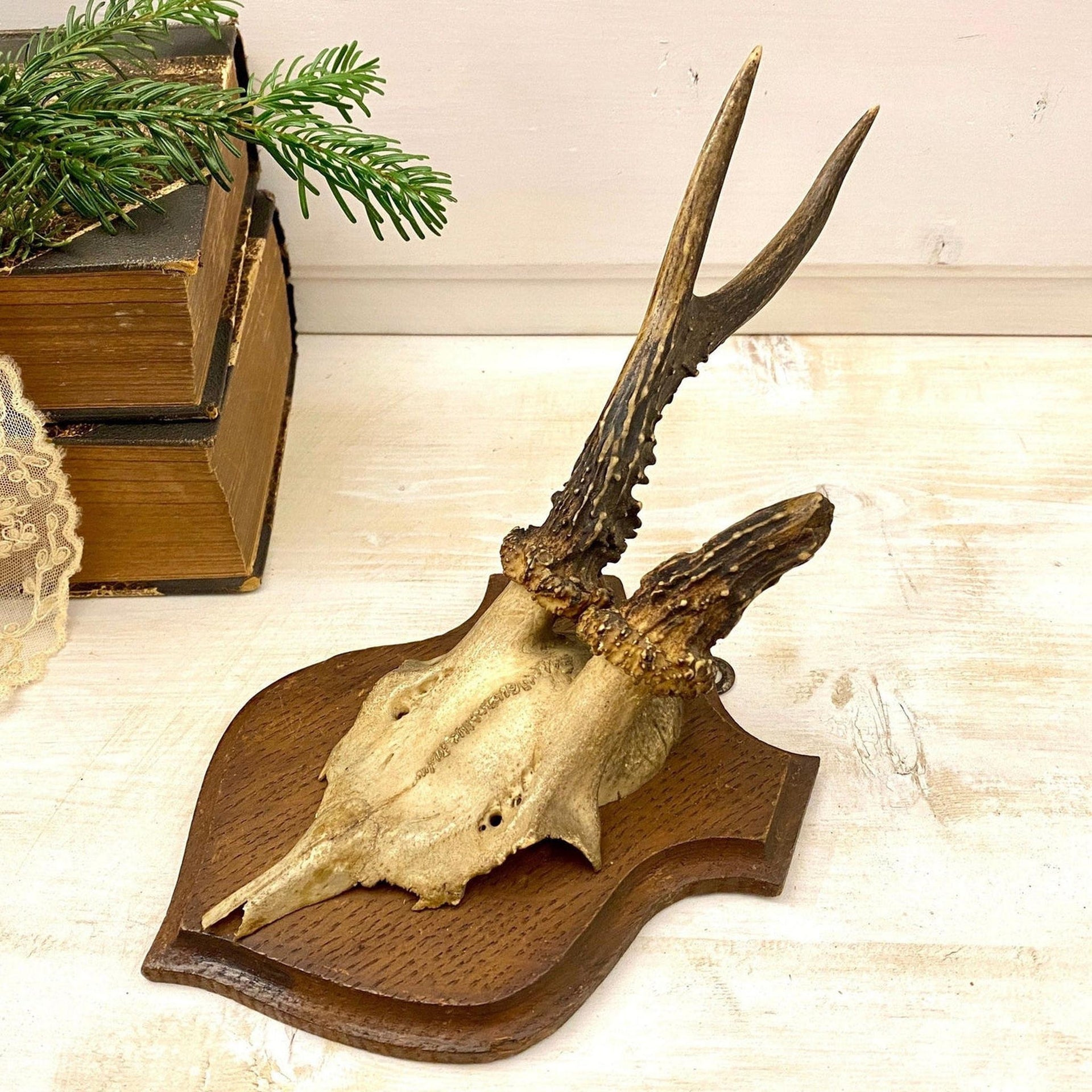 Vintage Rehgeweih Jagdtrophäe Holzplatte Geweih