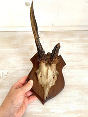Vintage Rehgeweih Jagdtrophäe Holzplatte Geweih