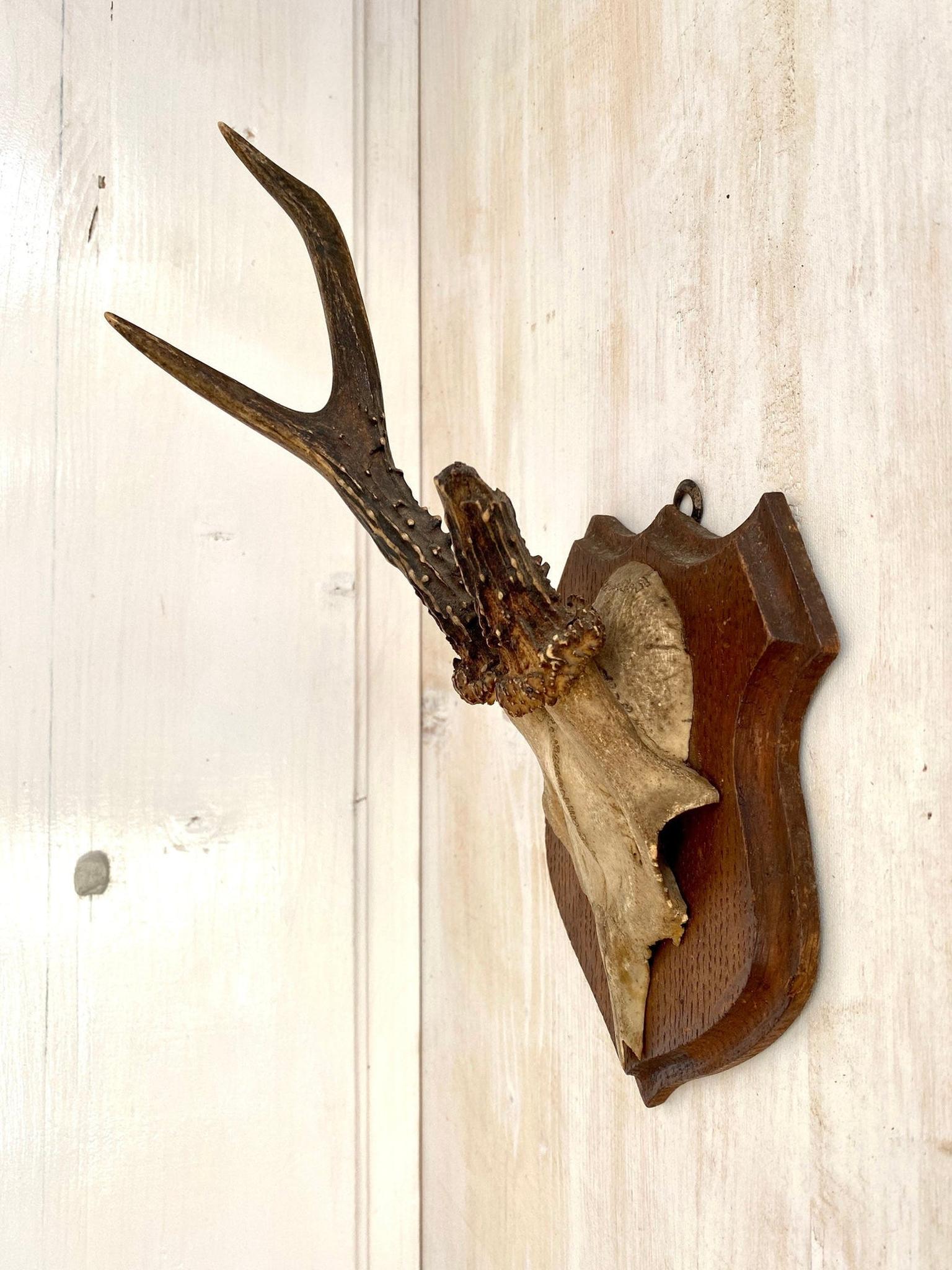 Vintage Rehgeweih Jagdtrophäe Holzplatte Geweih
