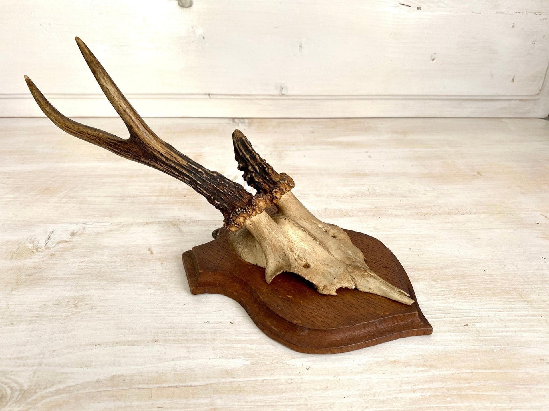 Vintage Rehgeweih Jagdtrophäe Holzplatte Geweih