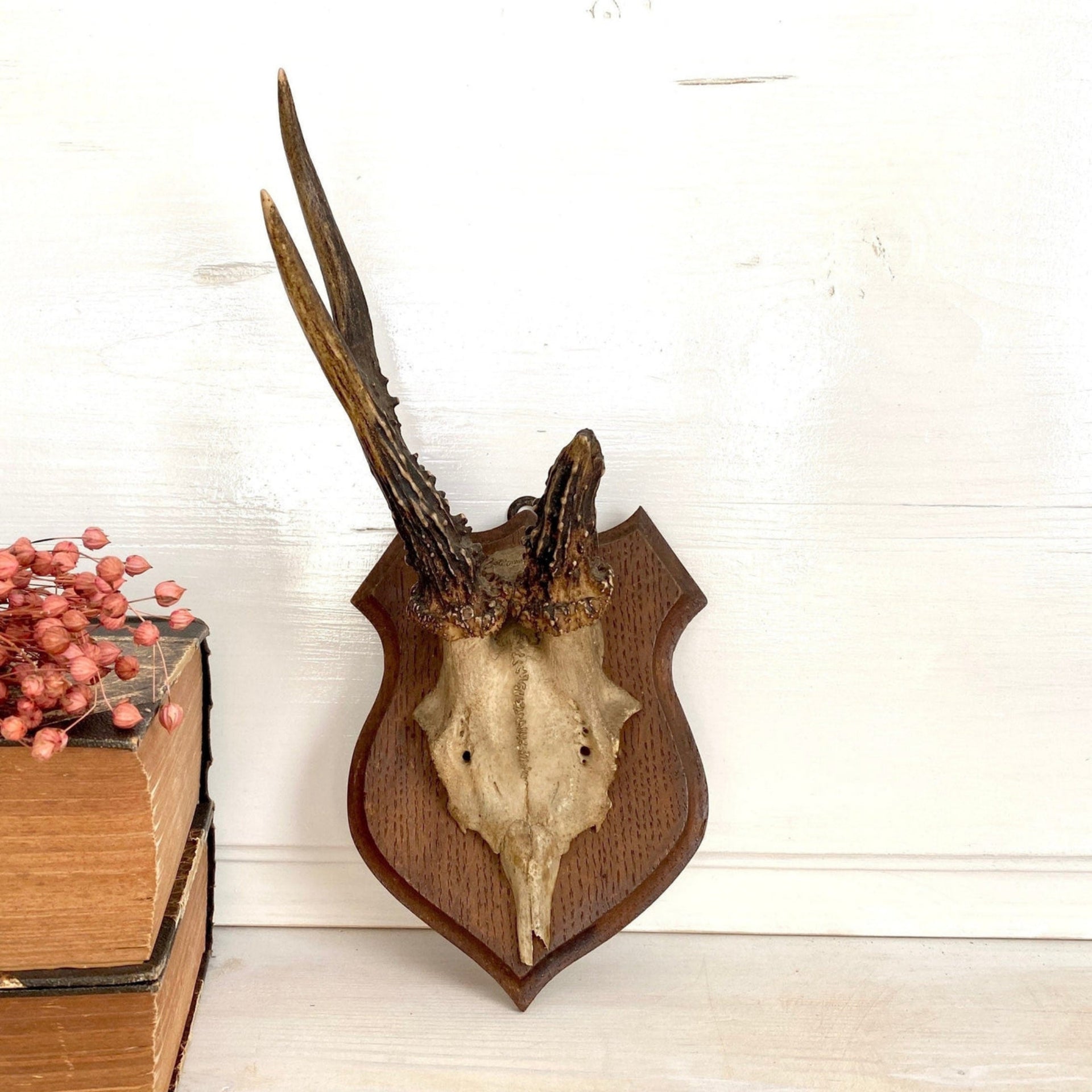 Vintage Rehgeweih Jagdtrophäe Holzplatte Geweih