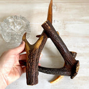 vintage Vintage antler ashtray-Sweet Antik