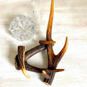 vintage Vintage antler ashtray-Sweet Antik